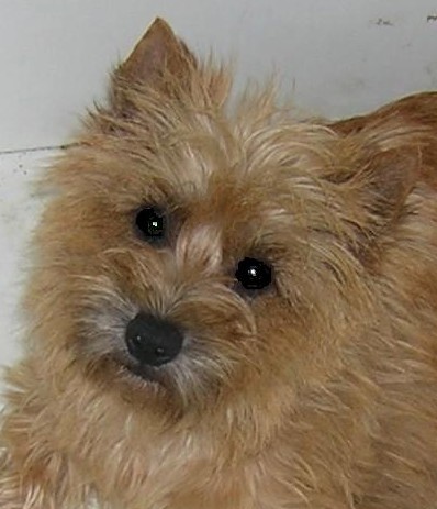 BACARA Du hameau des landes