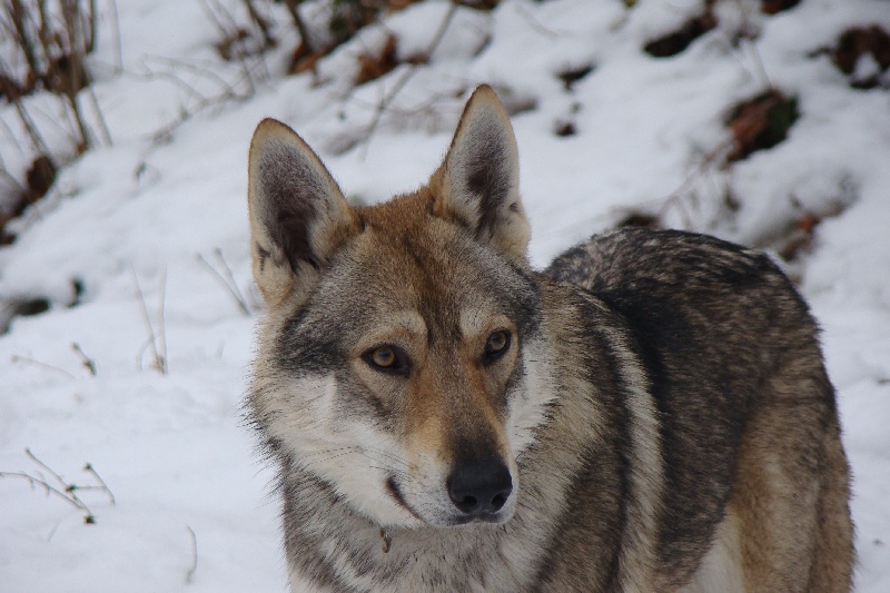 Yago crying wolf