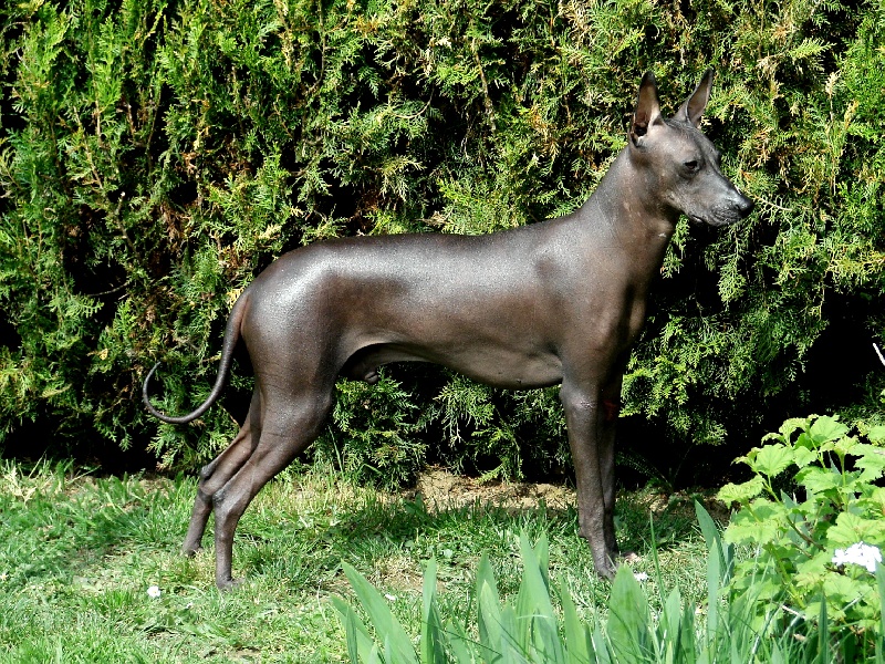 Publication : de l'orchidée de lune Auteur : JOCELYNE HAUROIGNE