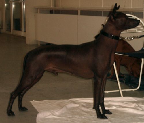 CH. Moctezuma (Sans Affixe)