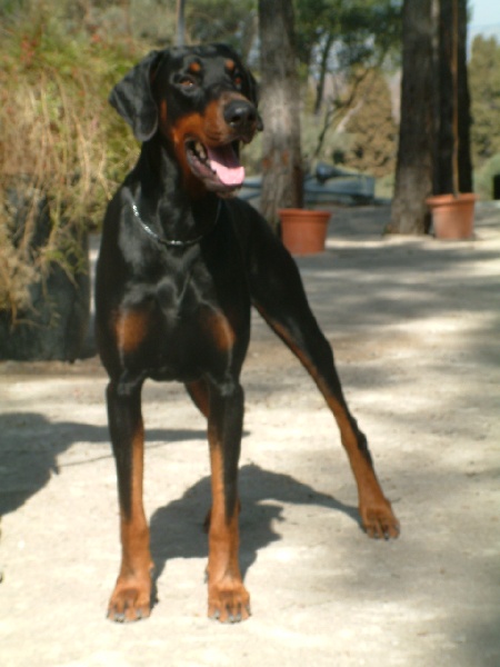 Publication : des sentiers battus Auteur : cordillet