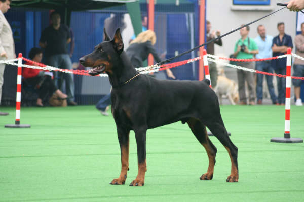 Publication : de Dashlut 