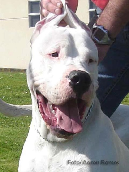 Publication : del Orejano 