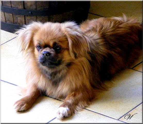 Publication : du temple des Vestales Auteur : Elevage : Du Temple Des Vestales