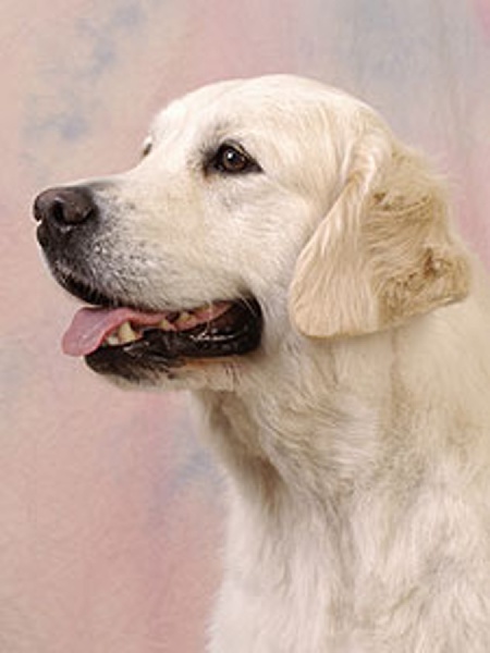 Publication : Dix-Huit Carats Auteur : dix huit carats 