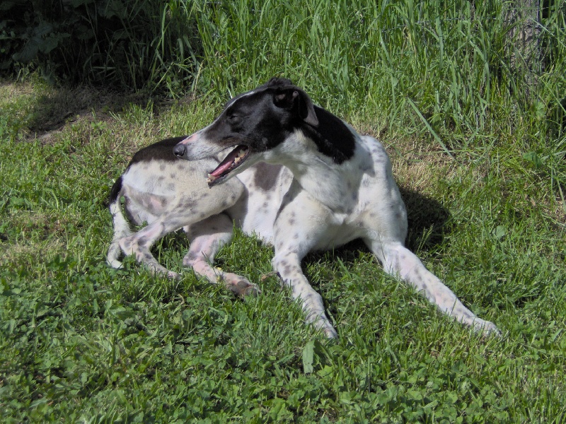 Publication : D'alampur 