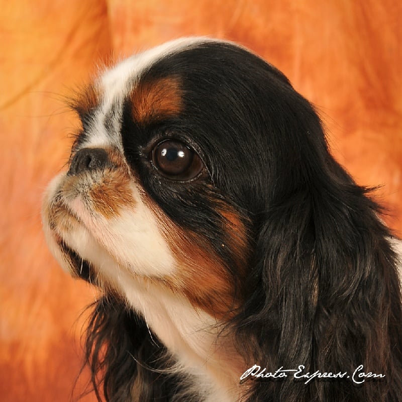 Publication : de cartledge Auteur : carteau thierry