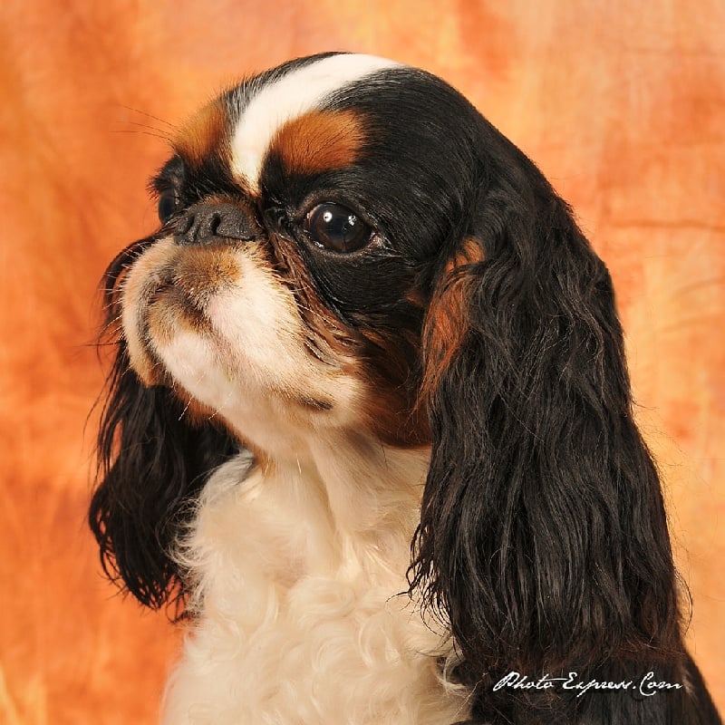 Publication : de cartledge Auteur : carteau thierry