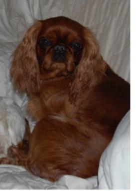 Publication : du Galahyd-Herthala Auteur : emmco