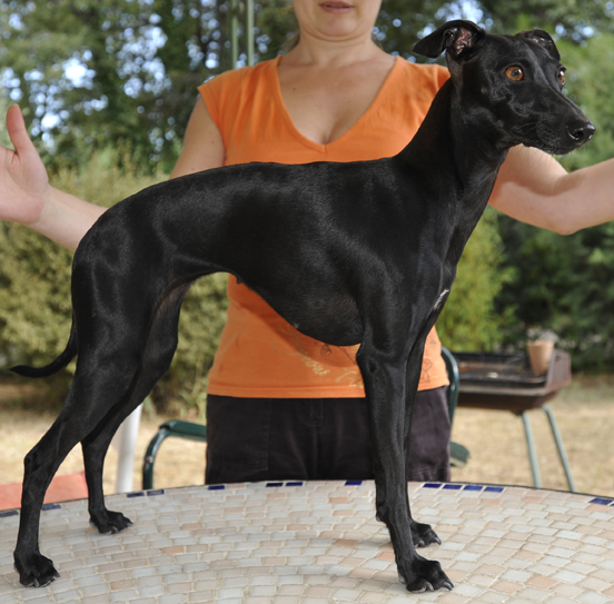 Black pearl des princes de Kazan