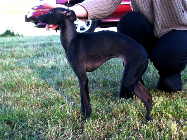 Publication : is noveles 