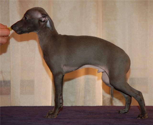 Publication : is noveles