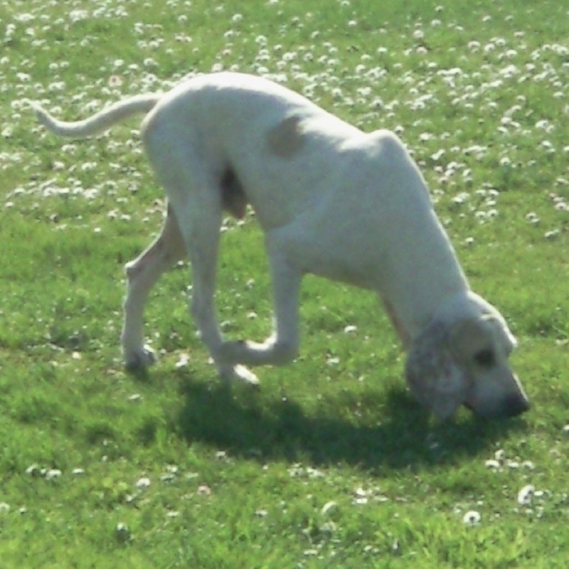 Publication : d'Aunis Saintonge Auteur : VION DAVID