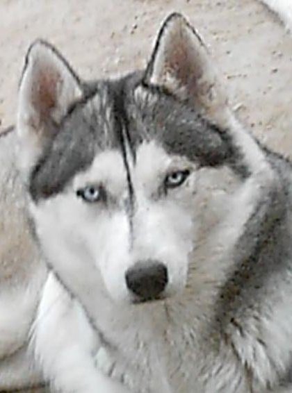 Publication : Ice Wolf's Auteur : Domaine canin Normand