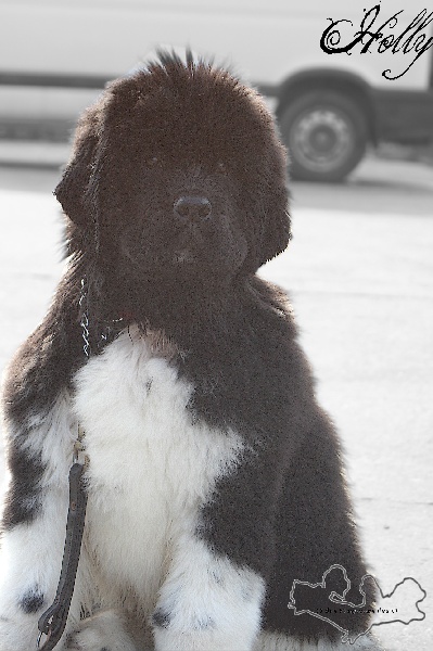 Publication : des Seigneurs des Ô Auteur : Mary