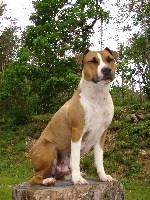 Étalon American Staffordshire Terrier - Ambre (Sans Affixe)