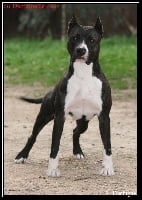 Étalon American Staffordshire Terrier - Black floower du domaine de Zeus