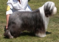 Étalon Bearded Collie - CH. Something Else Samsara shine