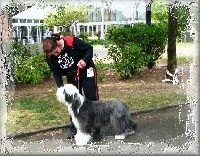 Étalon Bearded Collie - Something Else Alienor d'aquitaine