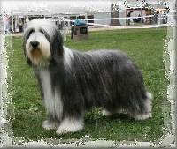 Étalon Bearded Collie - Something Else Vivre ici