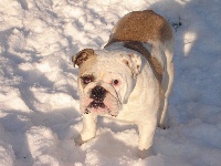 Étalon Bulldog Anglais - Kingston bull's Hannelore