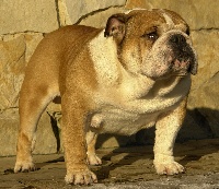 Étalon Bulldog Anglais - De crusheds Xtremly crushed