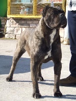 Étalon Cane Corso - Quira della nevaia