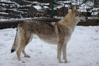 Étalon Chien-loup tchecoslovaque - Bhal' Shâ-Am de la mollyniere de lo'scale