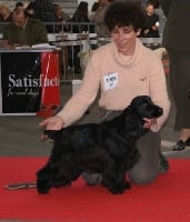 Étalon Cocker Spaniel Anglais - Diamant de la petite pinochere