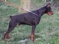 Étalon Dobermann - Nordsea Pride Farao