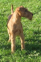 Étalon Irish Terrier - CH. Vived Red Vicking Du mockcastel