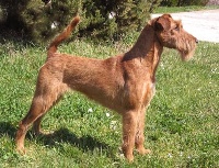 Étalon Irish Terrier - CH. Utopie Du mockcastel