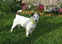 Étalon Jack Russell Terrier - Vito de-king-bassie