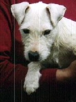 Étalon Jack Russell Terrier - Sounie (Sans Affixe)