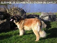 Étalon Leonberger - VAMP du Chemin du Danilo