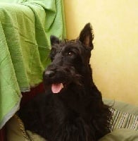 Étalon Scottish Terrier - Calypso (Sans Affixe)