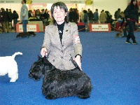 Étalon Scottish Terrier - CH. Olga do vello trigas
