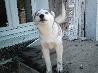 Étalon Siberian Husky - Ice Wolf's Dï¿½mon
