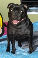 Étalon Staffordshire Bull Terrier - Cadbury Angels Funnygirl