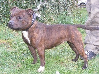 Étalon Staffordshire Bull Terrier - Bagheera Of Honey's Bulls
