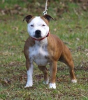 Étalon Staffordshire Bull Terrier - Caïna du ring des anges
