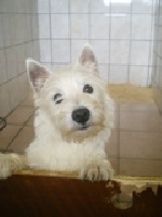 Étalon West Highland White Terrier - Dora Du void de la bure