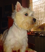 Étalon West Highland White Terrier - Uvéa (Sans Affixe)