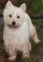 Étalon West Highland White Terrier - A'shanon Du domaine des lys