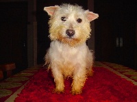 Étalon West Highland White Terrier - Upsy Du void de la bure