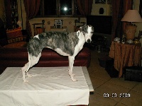 Étalon Whippet - CH. Born to be alive of blue of nice