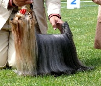 Étalon Yorkshire Terrier - CH. estugo's Versace