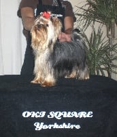 Étalon Yorkshire Terrier - Oki square China doll