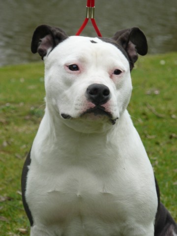 Publication : Lord of the Dragon Auteur : Vankerk Muriel