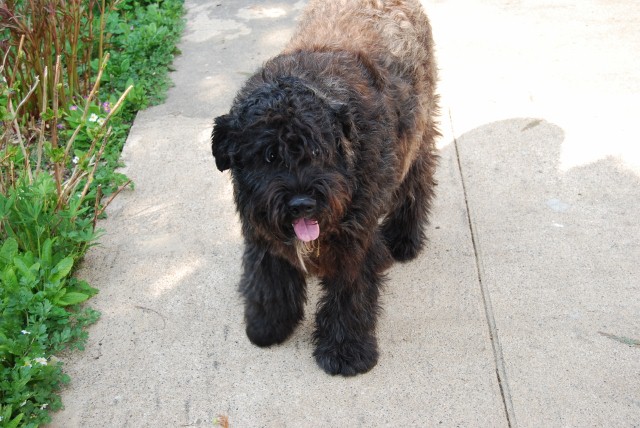 Publication : des landes Segala